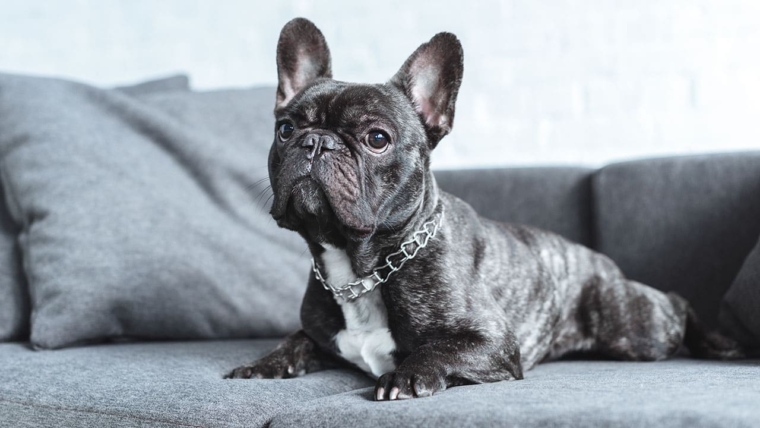 Typical diseases of the French Bulldog