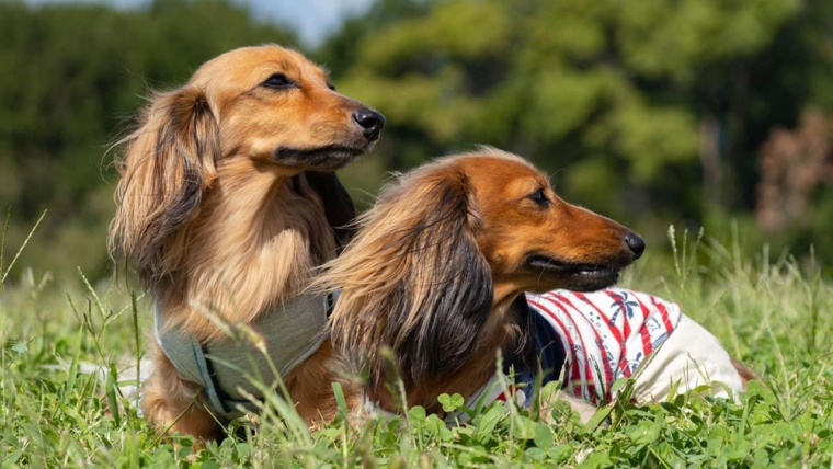 Pedigree Diseases of Dachshunds: Symptoms and Treatment