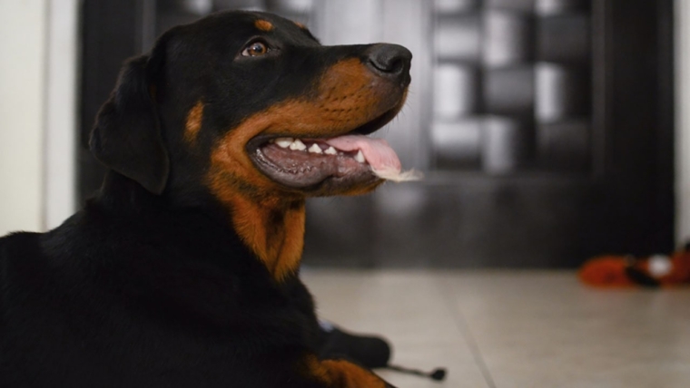 Diseases of Rottweilers and the lines of approach to them