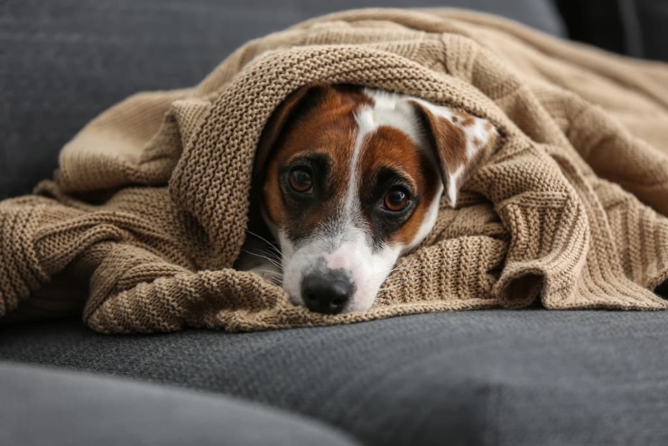 Dog Anxiety — What Every Owner Should Know | How To Deal With Dog Anxiety