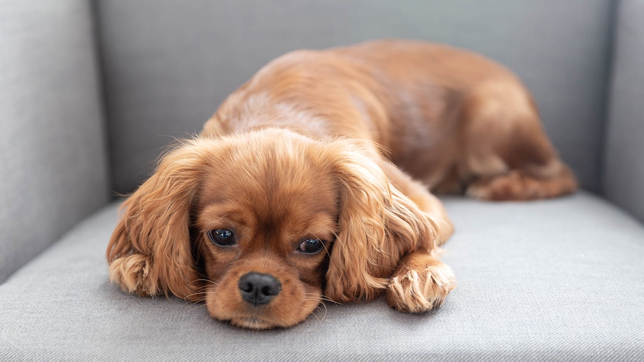 Dog Anxiety: What Every Owner Should Know. How To Deal With Dog Anxiety