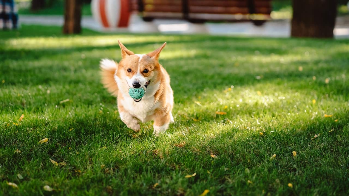 How To Keep Your Lawn Green if You Have Dogs | Kinpur Pet Care