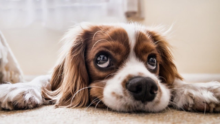 Common Eye Problems in Dogs. Does Your Dog Need A Supplement for Eye Health?