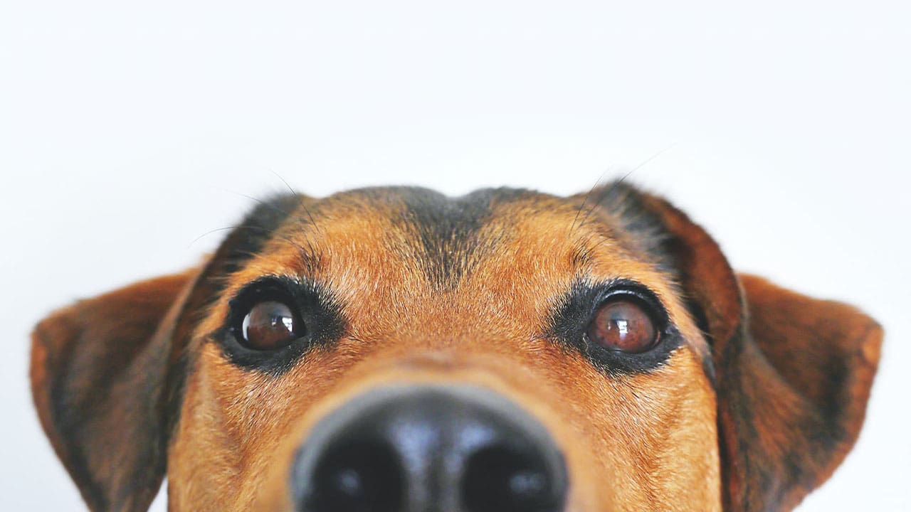 Omega-3 for dogs: What is it? Benefits, sources, and dosage.