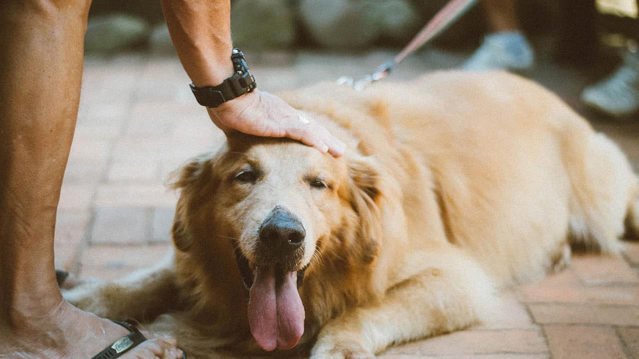 Can Dogs Eat Watermelon? The Pros and Cons of Feeding it to Your Dog