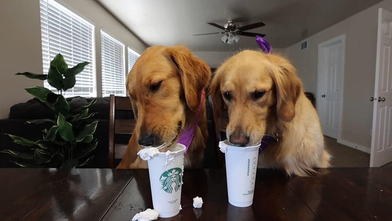 is starbucks puppuccino good for dogs