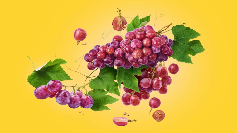 Can dogs eat grapes and raisins?