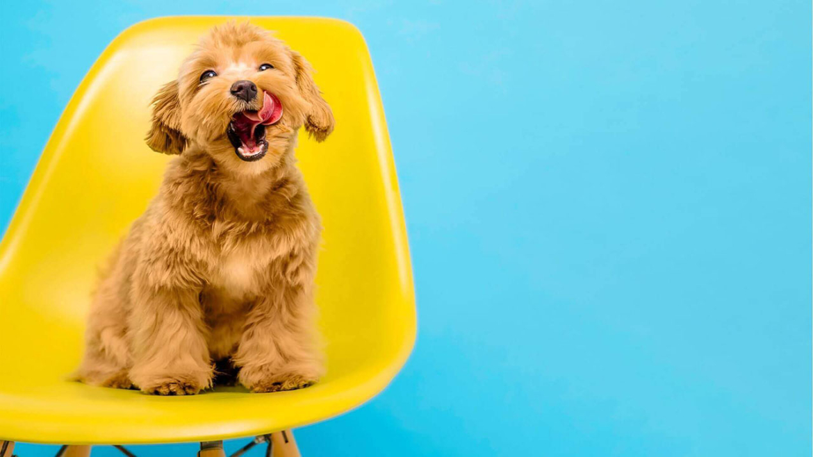 TOP 10 Hypoallergenic Dog Breeds | Dogs for People With Allergies