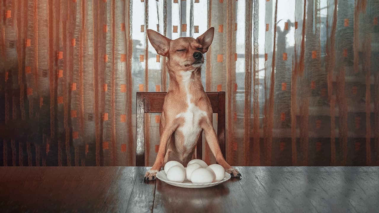 Can Dogs Eat Raw Eggs? The Pros and Cons of Feeding it to Your Dog.