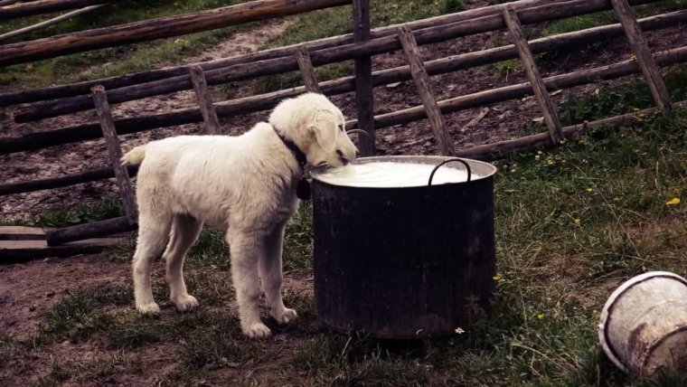 Can Dogs Drink Milk? Is Milk Safe for Dogs?