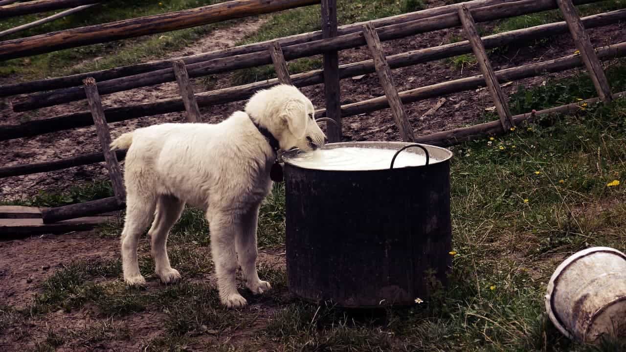 What milk is safe for outlet dogs