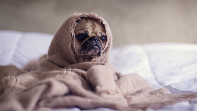 Parvo in Dogs – Symptoms, Treatment & Prevention