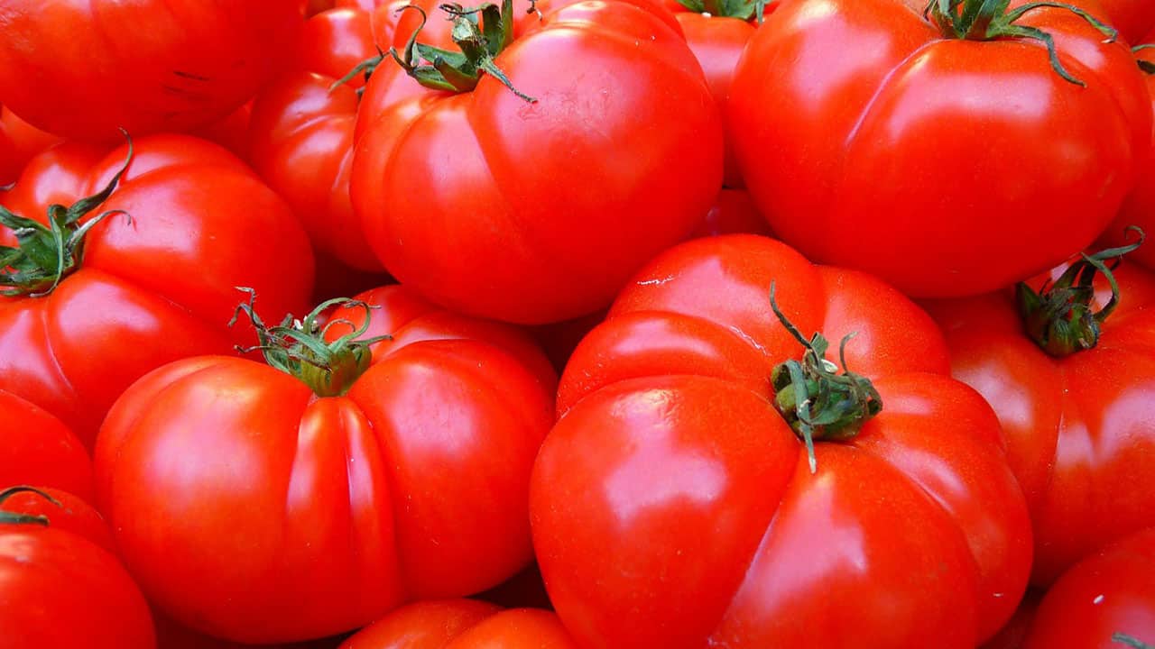 Can Dogs Eat Tomatoes? The Pros and Cons of Feeding it to Your Dog