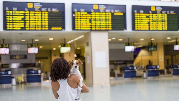 How to travel with dogs on a plane?