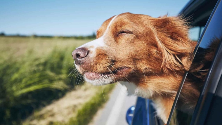 5 Tips for Traveling with a Dog in the Car