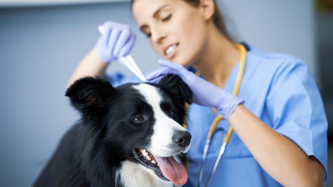 Keeping Your Dog Safe From Ticks This Summer Kinpurpetcare