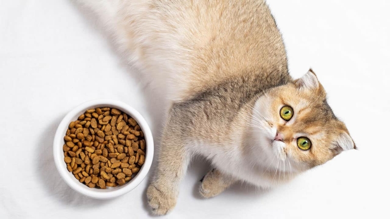 Treats for cats what you need to know