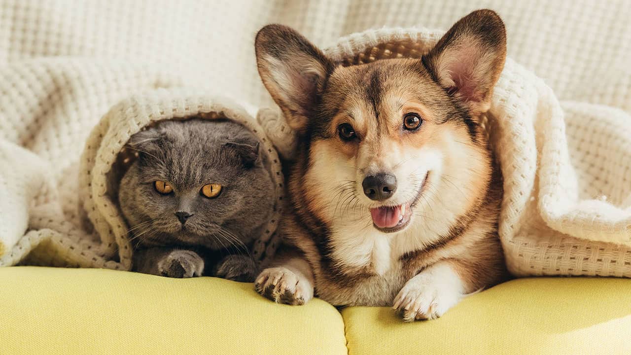 How to deal with stress in cats and dogs?