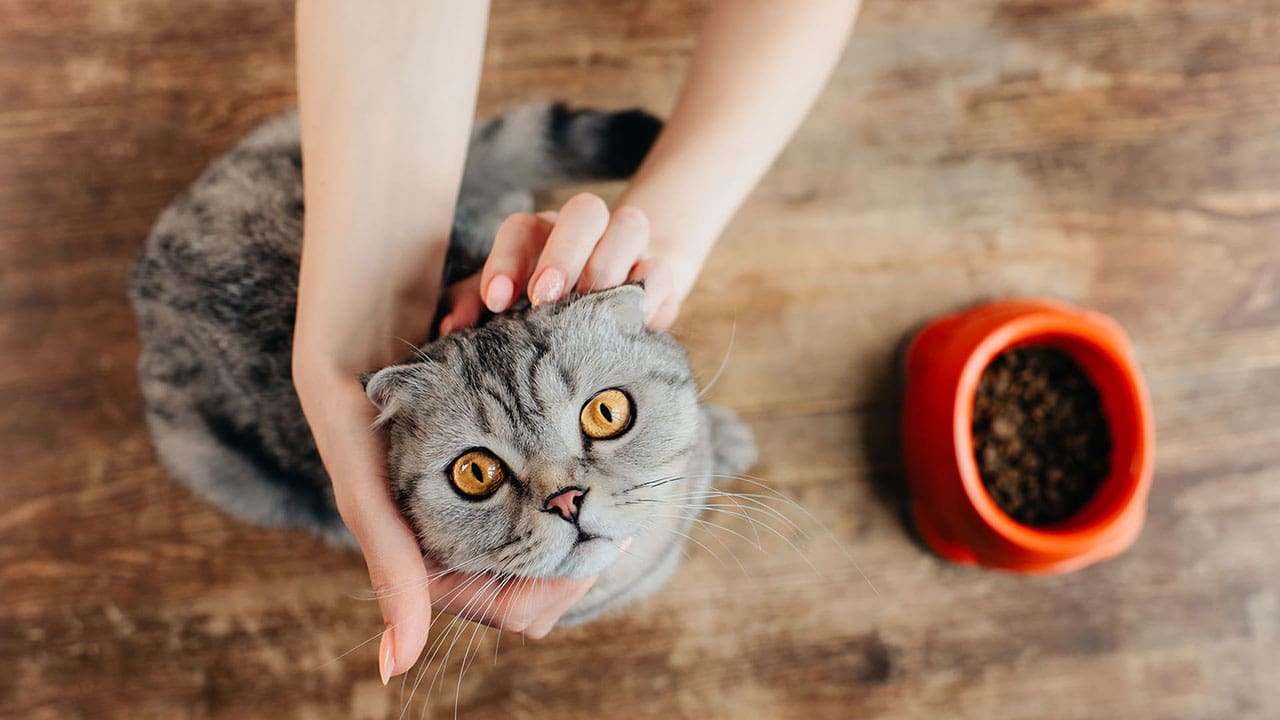 What treats should I give my cat?