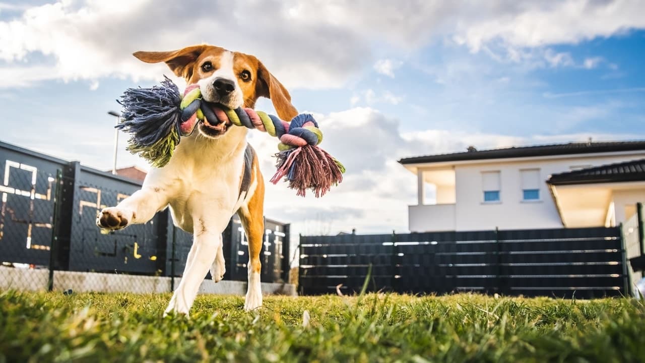 Why is the dog limping?