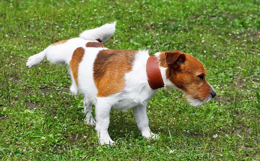 how to keep my grass green with a dog