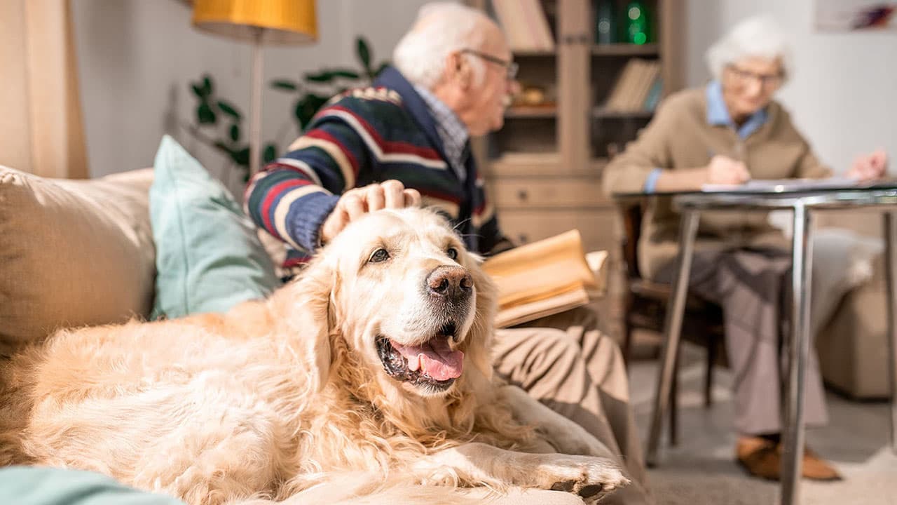 Deteriorating vision in older dogs