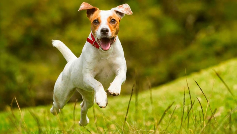Top 10 rated dietary supplements for dogs