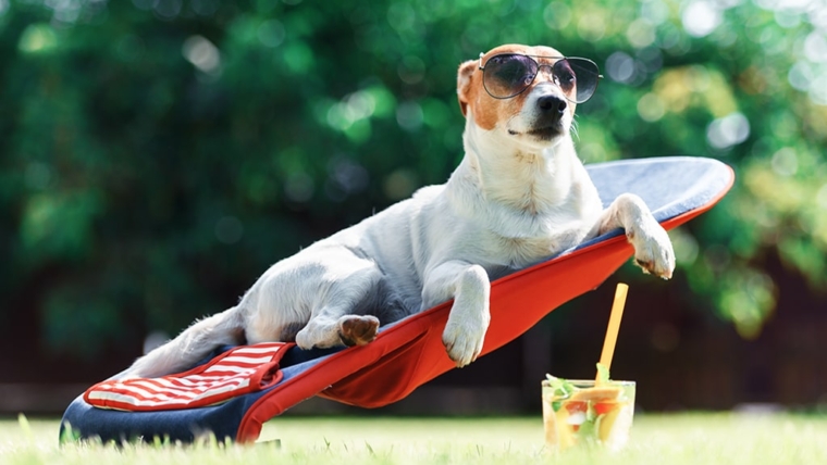 Outside in the heat: How to protect your dog?