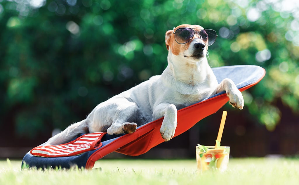 Outside in the heat: How to protect your dog?