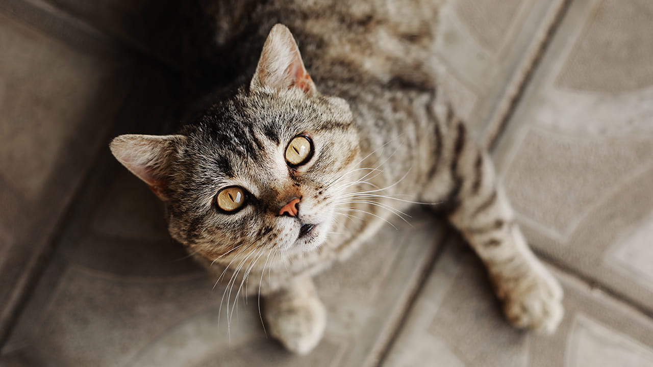 Top 7 rated dietary supplements for cats