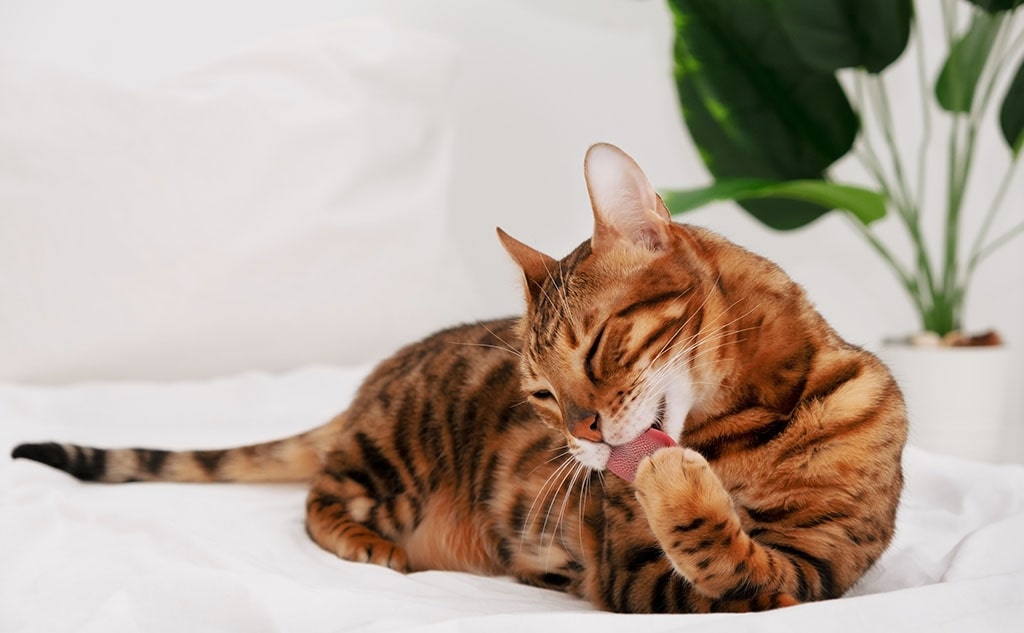 Is your cat’s skin prone to dryness, flaking, and irritation?