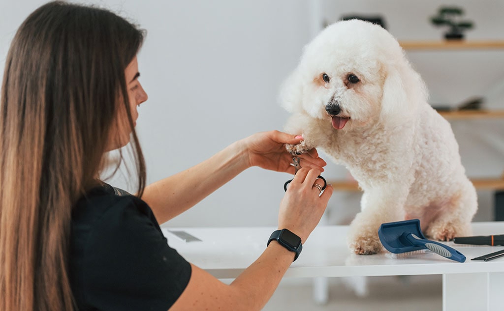 Broken or Split Dog Nails