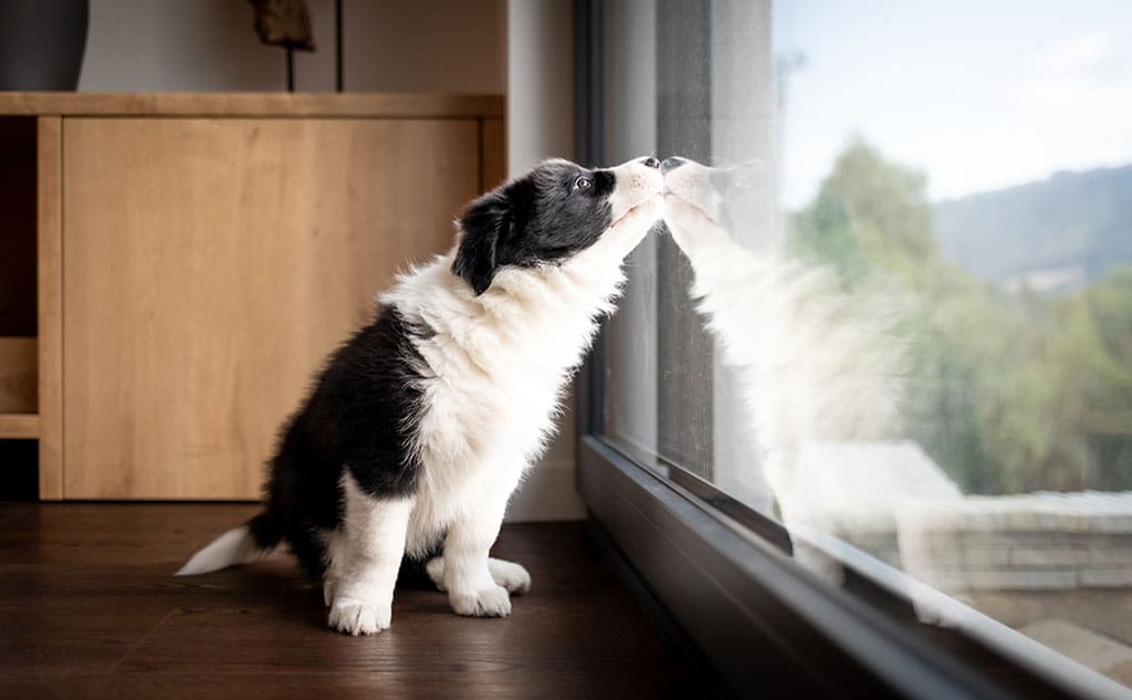 Why do puppy pee when they get excited? Tips to Help