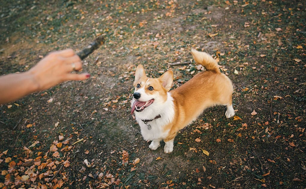 The Science Behind Your Dog’s Wagging Tail