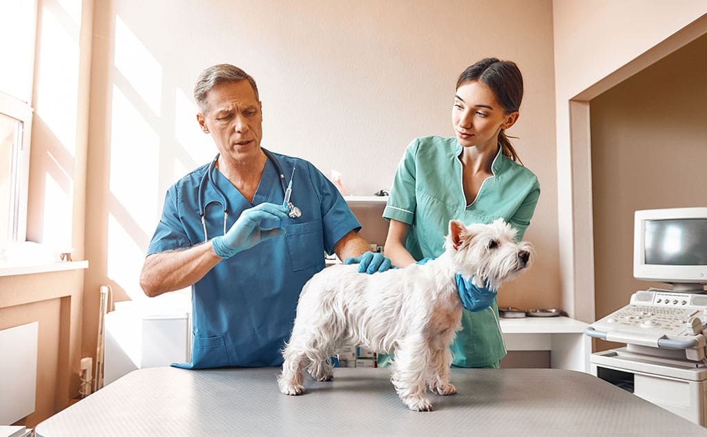 Essential Dog Vaccination Facts for Pet Owners