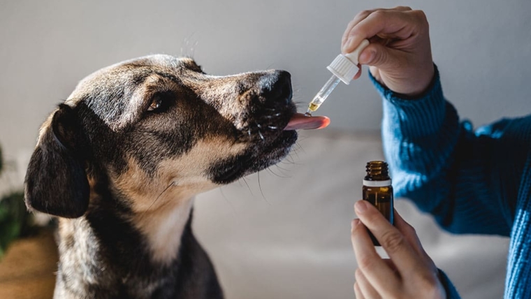 Which Essential Oils Are Toxic to Pets?