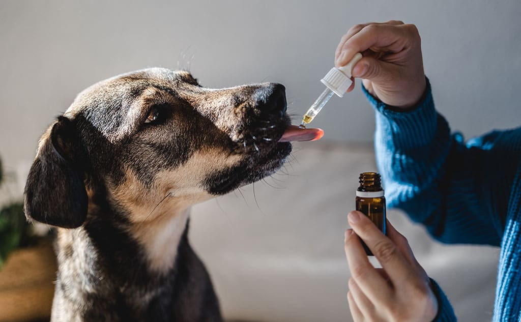 Which Essential Oils Are Toxic to Pets? - Kinpurpetcare