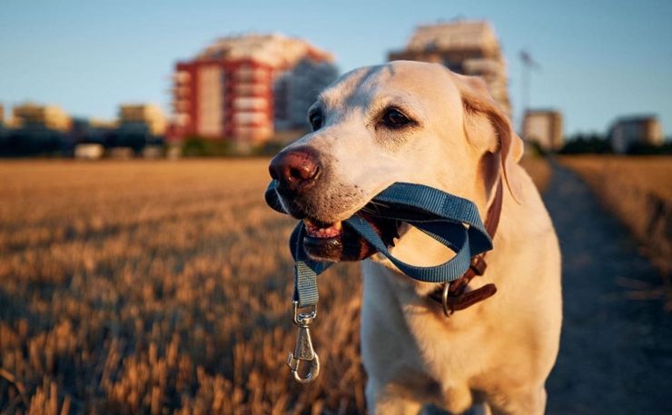 The Ultimate Guide to Leash Training Your Dog: Everything You Need to ...