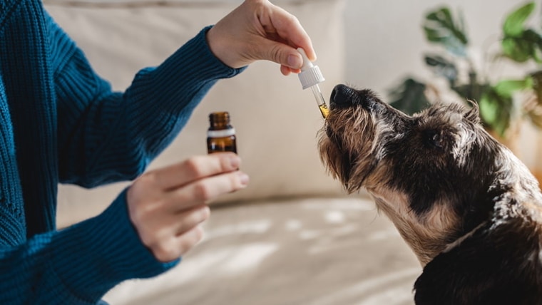 CBD for Pets: Understanding the Benefits, Risks, and Best Practices