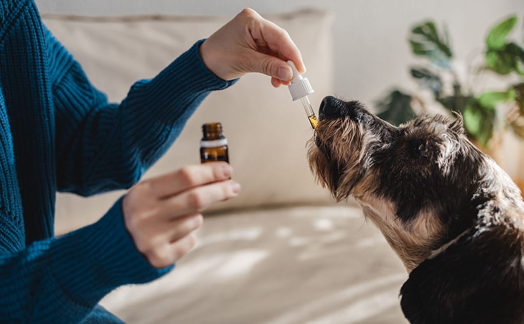 CBD for Pets: Understanding the Benefits, Risks, and Best Practices