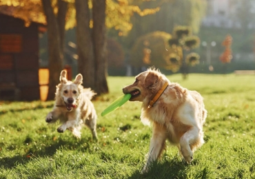 Fun Activities and Games to Keep Your Furry Friend Happy