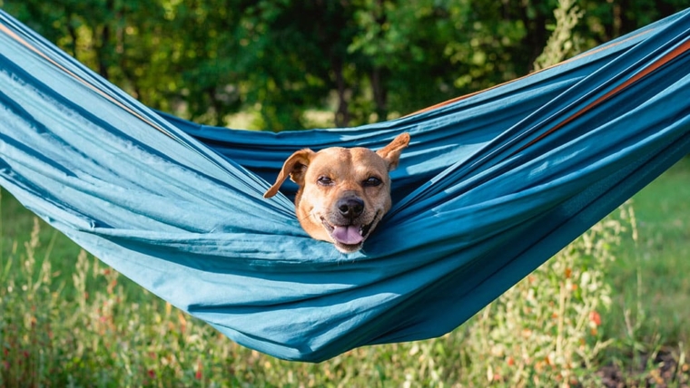 How to Keep Your Pet Safe During the Summer Months