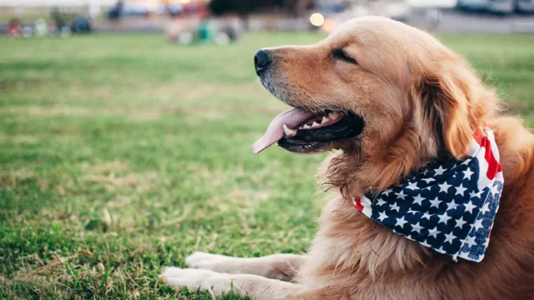 Make your dog healthy