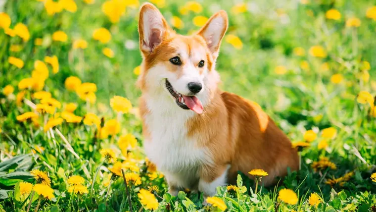 Dog Allergies: Symptoms and Treatment