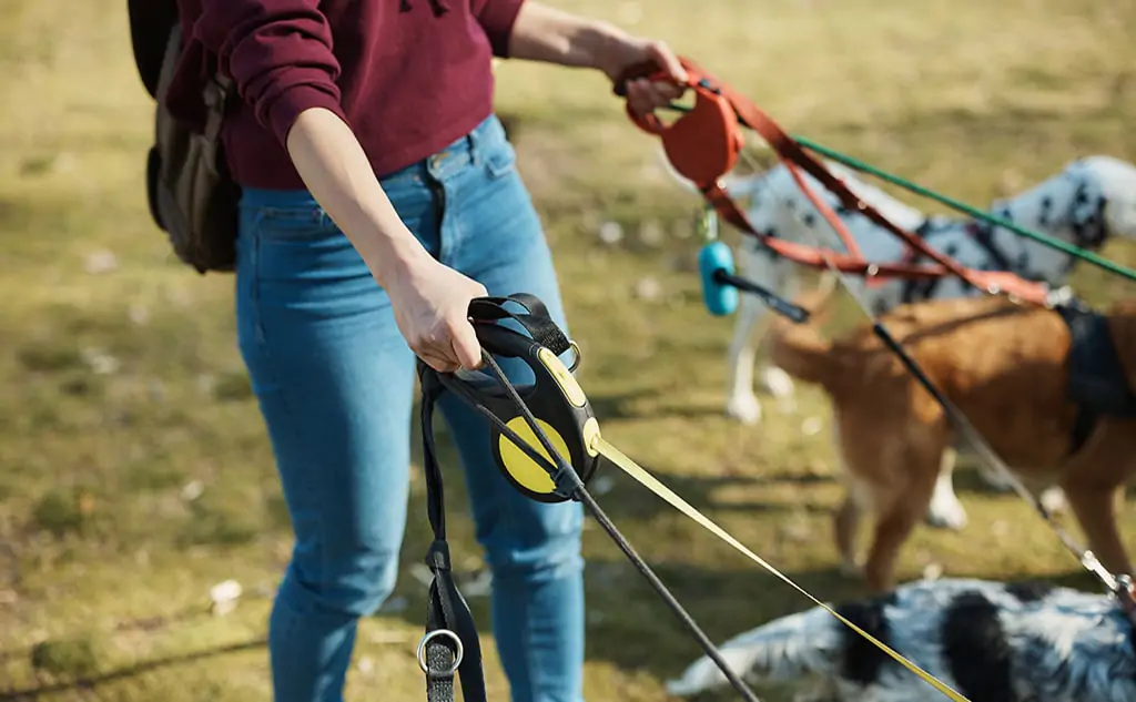 The dog pulls the leash