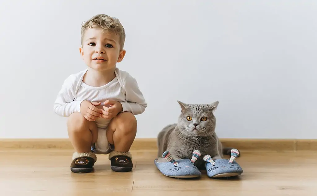 What to do if a cat marks its territory?