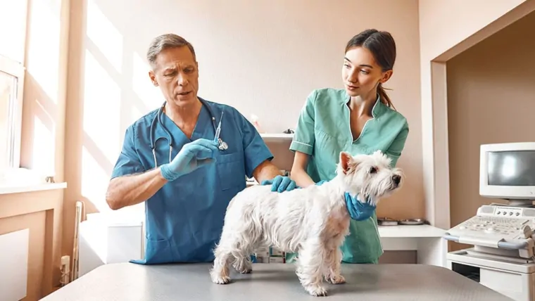 Essential Dog Vaccination Facts for Pet Owners
